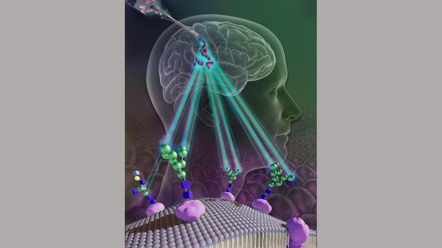Illustration showing green mannose molecules attached to a stem cell surface, an illustration of a human head and a potential way to track stem cell therapies in the brain.